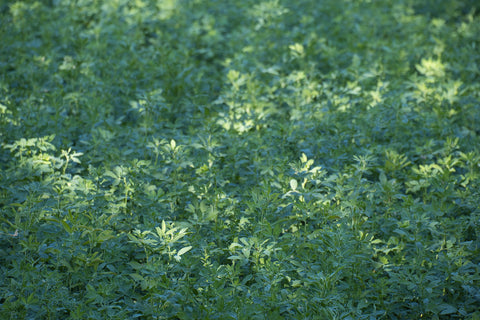 A close-up of a bunch of alfalfa