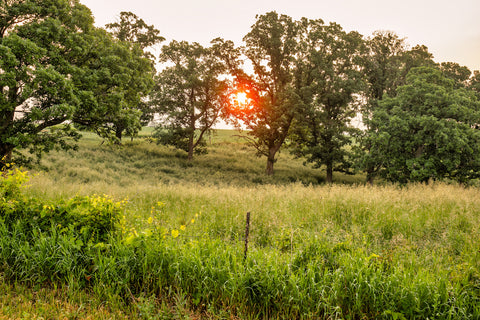 Bermuda grass with a sunset in the trees beyond the grass