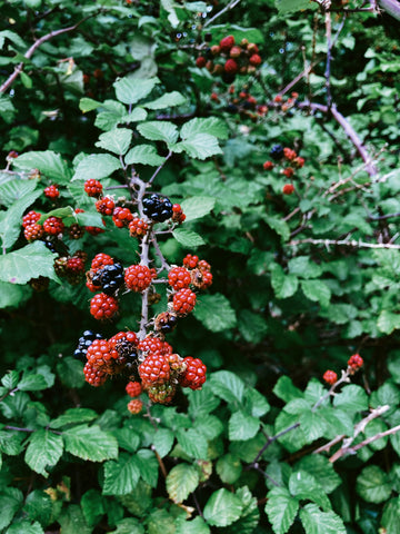 Blackberry leaves