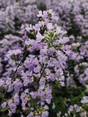 Catnip flowers in bloom