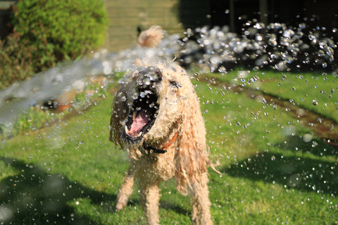 A dog sloppily drinking water with its mouth open