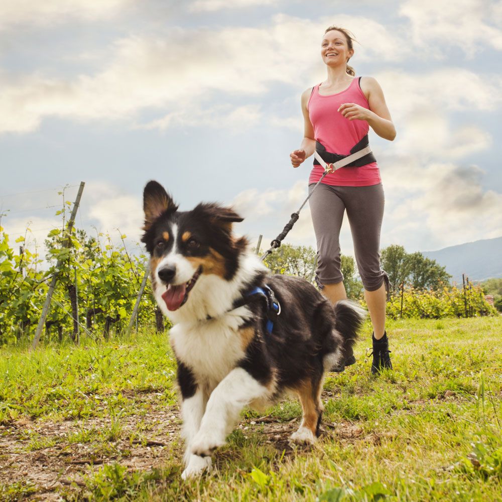 Dog and owner exercising in grass field