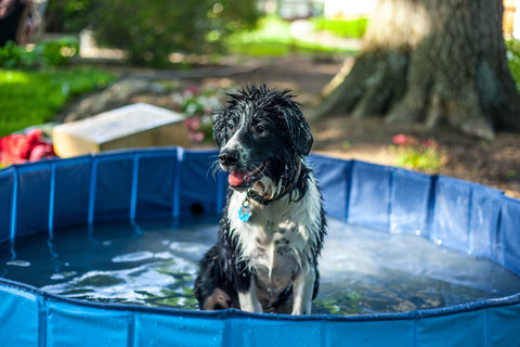 A dog standing up in a small circular kiddie-pool-style dog pool