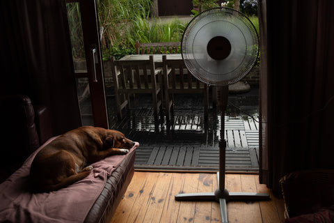 A dog laying down on a bed in front of an open window with a fan nearby