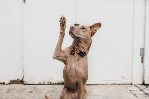 A dog raising its paw and looking away from the camera