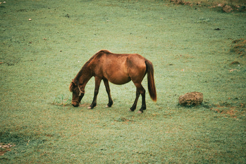 A horse all alone grazing on a large field with minimal grass
