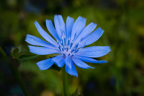 A forage chicory flower