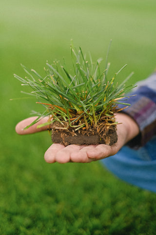 A hand holding a clump of soil and grass