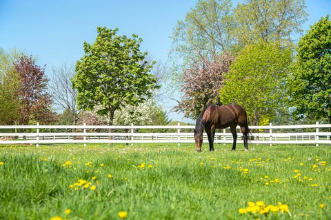 A horse grazing in a grass field with a white picket fence and trees in the background