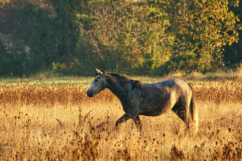 A horse running through a brown field looking energized and focused