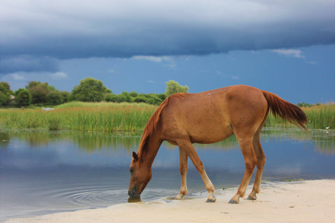 A horse taking a long, cool drink from a fresh-water pond