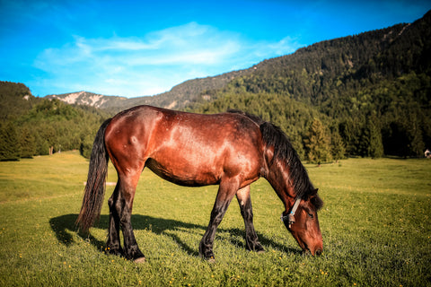 A single horse in a green field against a backdrop of rolling hills and mountains