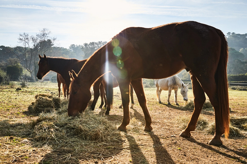 Four horses outdoors munching on piles of loose hay