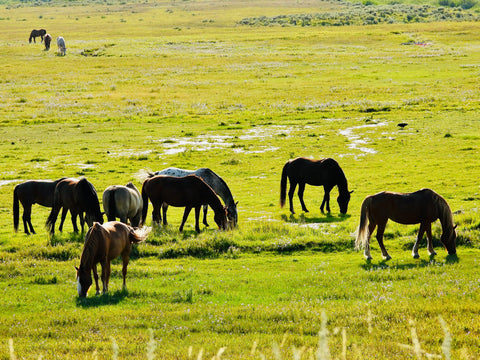 A group of horses hunched over eating in a large pasture of green grass