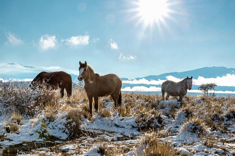 Three horses standing on a snowy field with the sun and mountains in the background