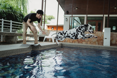 A dog owner smiling next to a pool and allowing his Dalmatian to jump in the pool