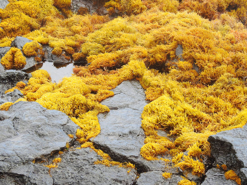 Orange kelp growing along rocks