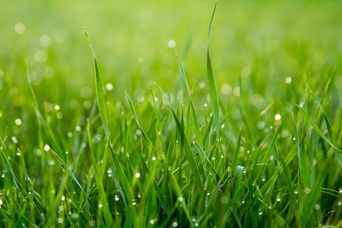 Lemongrass with droplets of dew on each reed of grass