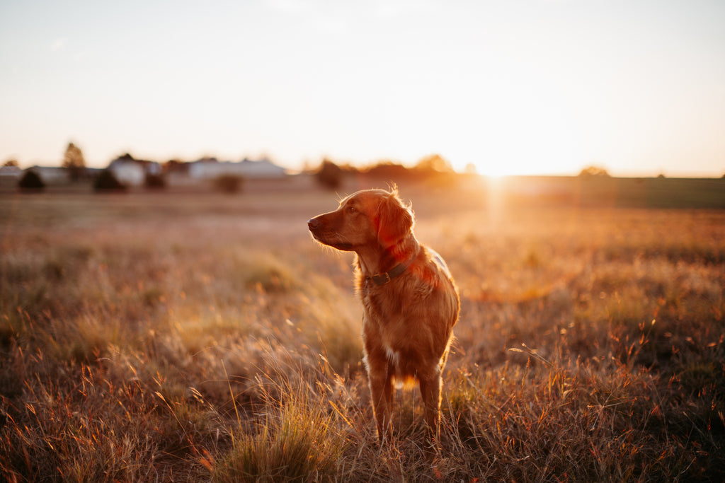 Dog looking off in distance in a field with a sunset in the background