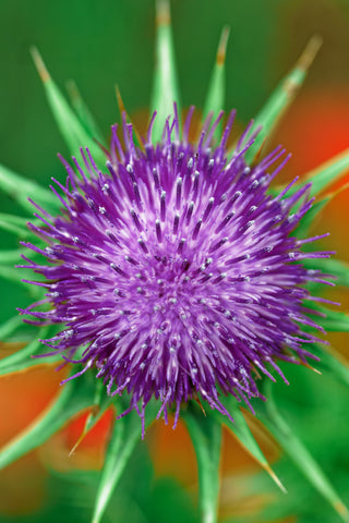 A close-up picture of a milk thistle plant