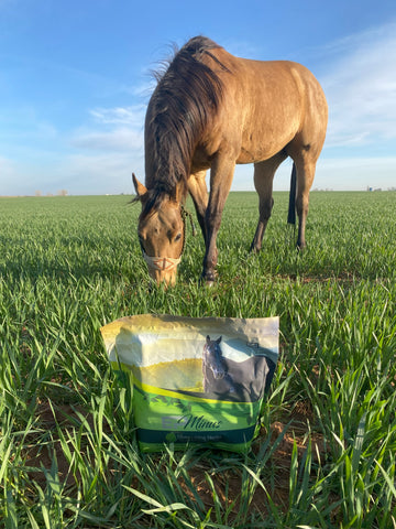 Horse grazing in an open field of grass with a Silver Lining Herbs bag of "Minus supplements" in the foreground