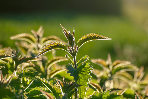 A close-up picture of nettle leaves