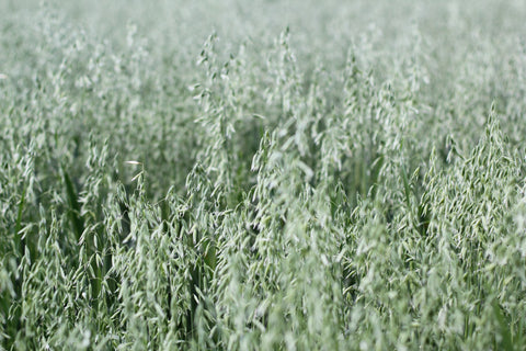 A field of orchardgrass