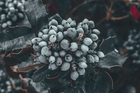 A bushel of Oregon grape