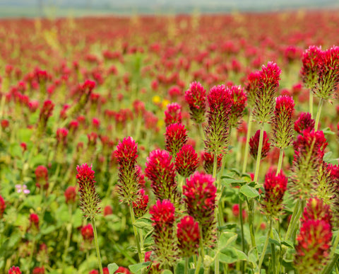 A field of red clovers