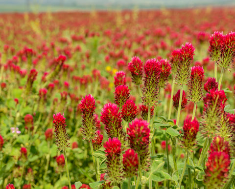 A field of red clovers in bloom