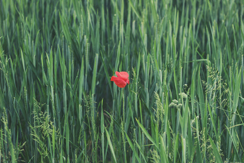 A lone red sage plant in a field of other green plants