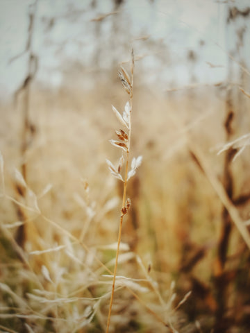 Perennial ryegrass close-up