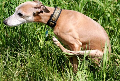 Dog dragging bottom on grass outdoors