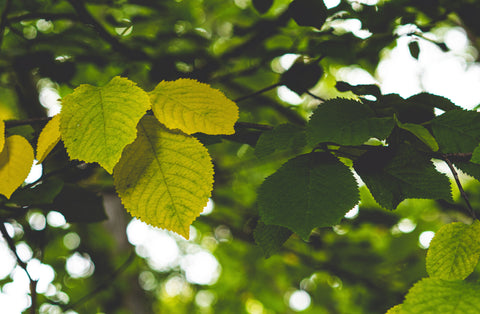 Slippery elm leaves and bark