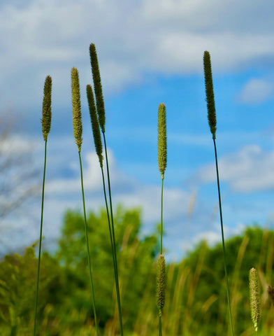 Timothy grass