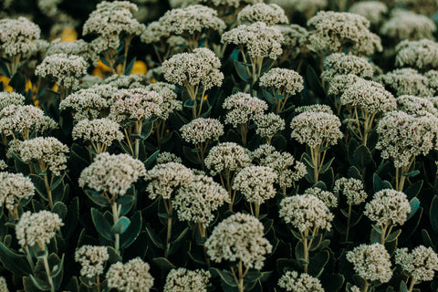 A large group of yarrow blossoming