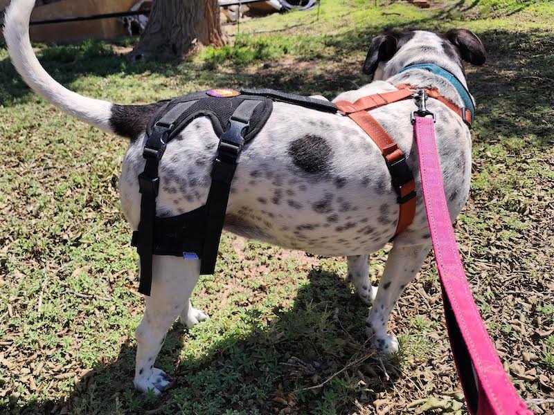 Miley wearing the Cruciate Care Dog Knee Brace - pic shows the uninjured side of the pitbull with the brace and anchor.