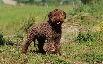 Lagotto romagnolo