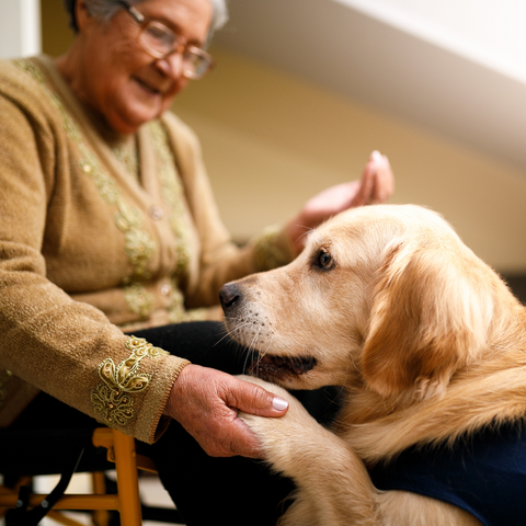 cane e terapia