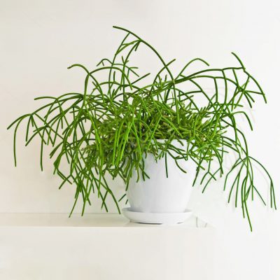 Rhipsalis 