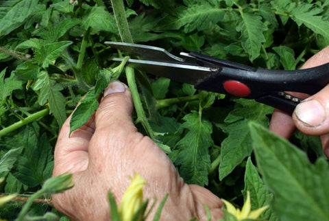 Best ways to prune your plants