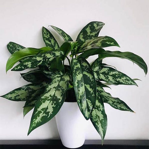 Aglaonema 