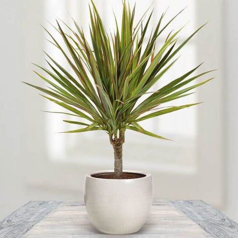 Dracaena 