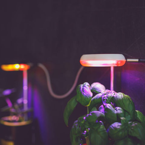 What’s the ideal distance between the plant and grow light?