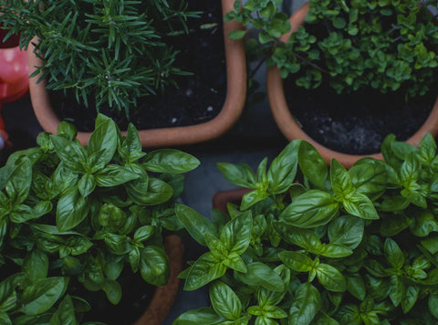 Grow a herb garden