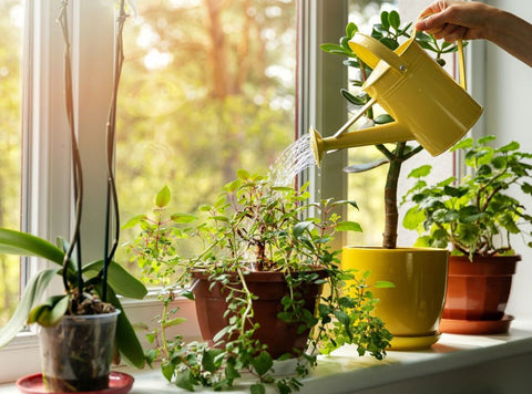 More indoor plants