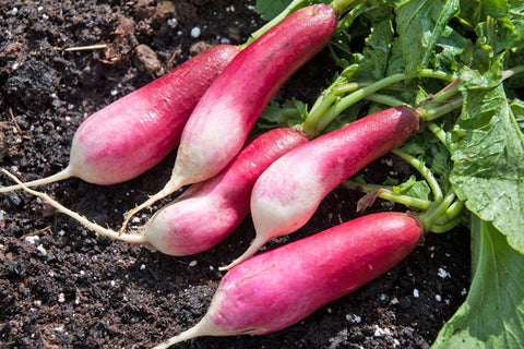 Radishes