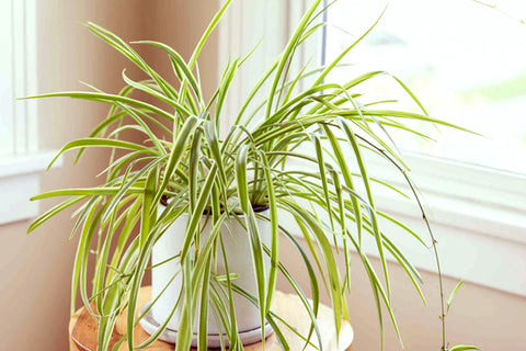 SPIDER PLANT