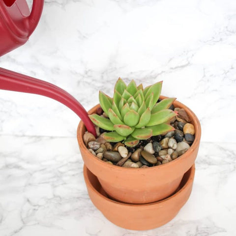 What is the ideal watering period for succulents?