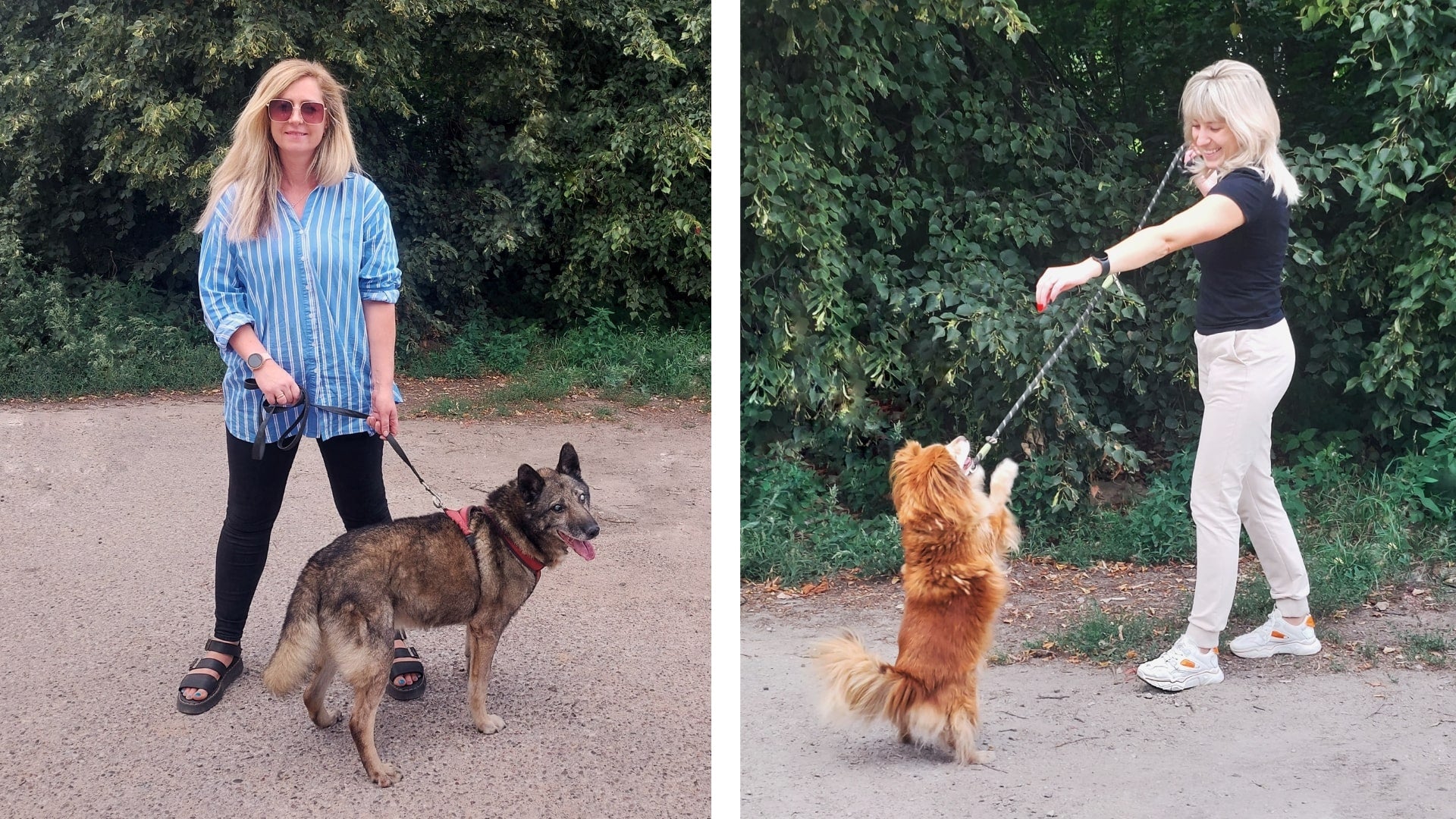 MagicLinen team members walking shelter dogs